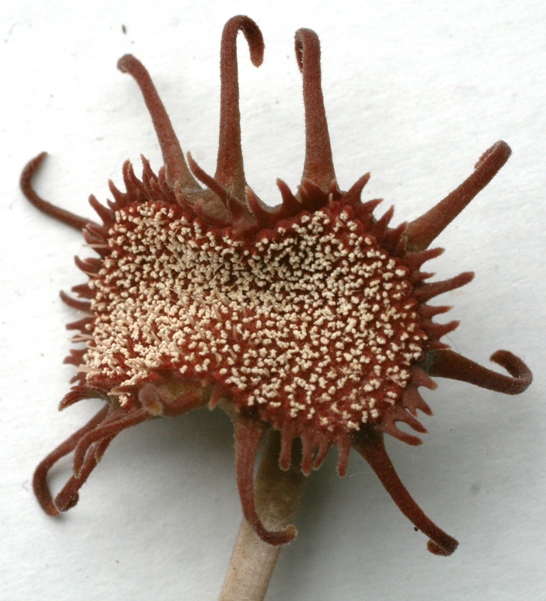 Dorstenia ellenbeckiana flower